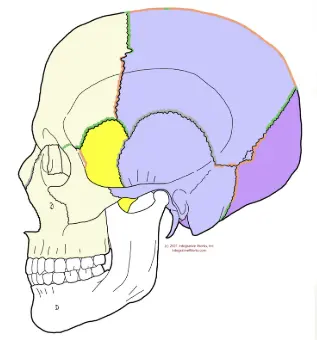 압구정 뷰리플한의원 안면비대칭 두개골위쪽사진